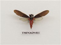 藏品(紅腳黑翅蟬)的圖片